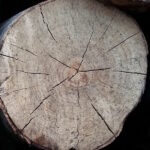 Alliance-Bois-de-Chauffage-Hêtre-pile3