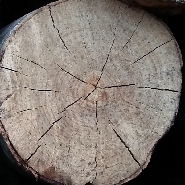 Alliance-Bois-de-Chauffage-Hêtre-rondelle1